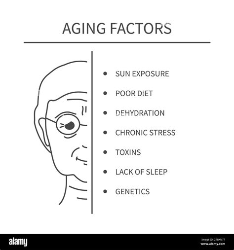 Skin Aging Conceptual Illustration Stock Photo Alamy