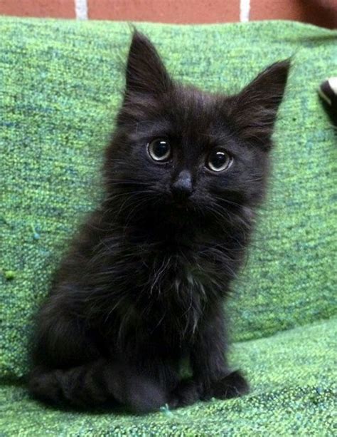 Black Fluffy Green Eyes Black Fluffy Baby Cat Dogs And Cats Wallpaper