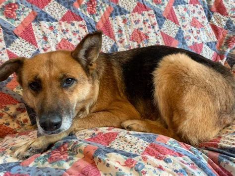 Mabel 8 Year Old Female German Shepherd Dog Available For Adoption