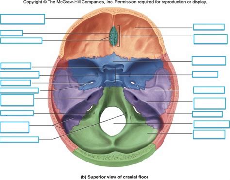 Superior View Of Cranial Floor Diagram Quizlet
