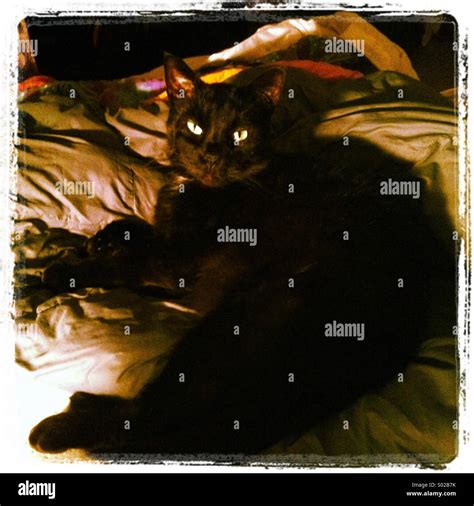 Magnificent Black Cat Stock Photo Alamy