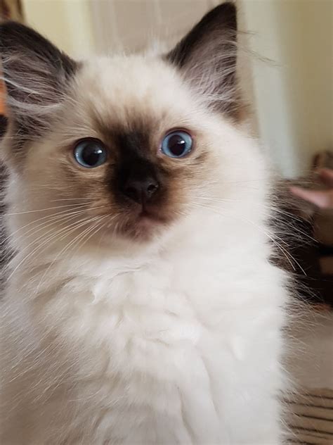 Below is a list of resources online that might have ragdolls listed for adoption. Male Ragdoll Kittens (1 left) | Stoke On Trent ...