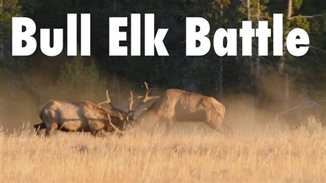 Monster Bull Elk Battle Elk Rut In The Tetons Youtube