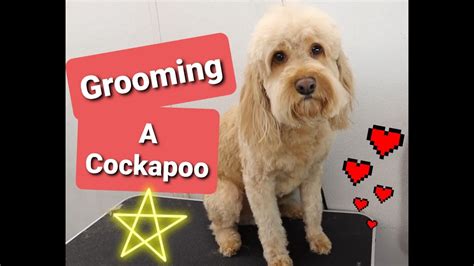 How To Groom A Cockapoo Cheap Store Save 42 Jlcatj Gob Mx
