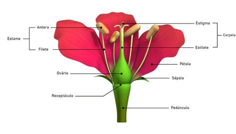 Estrutura Das Plantas E Suas Funções Várias Estruturas