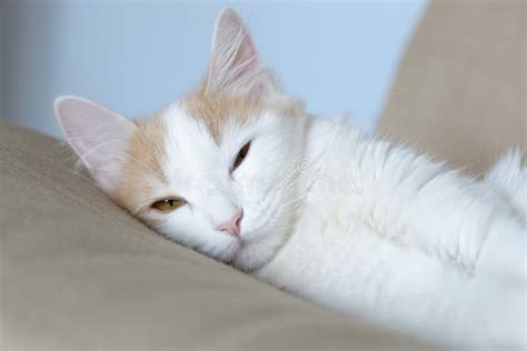 Beige White Cat Looking Out The Window Stock Photo Image Of Pleasant