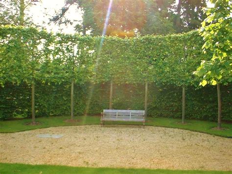 Selection Of Pleached And Espalier Trees Practicality Brown Front