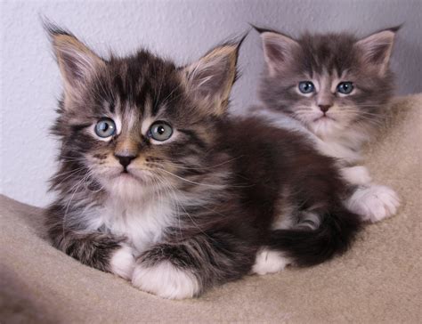 Maine Coons Kittens Free Photo Download Freeimages