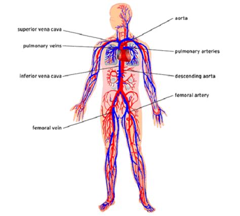 Medical Pictures Info – Blood Circulation