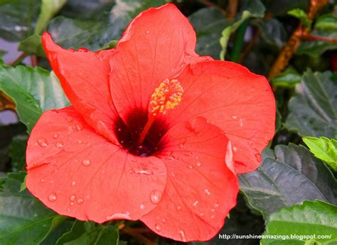 Sun Shines Hibiscus Flowers Wallpapers