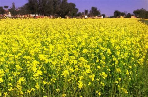 Mustard Growers Keen To Develop National Industry Grain Central