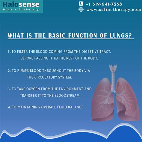 What Is The Basic Function Of Lungs Comment Your Answer In The Comment