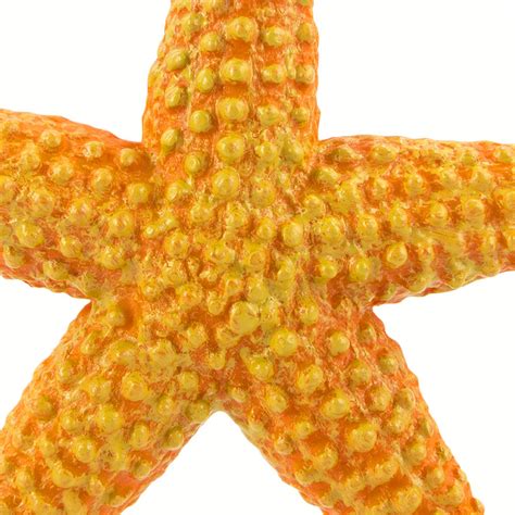Orange Starfish Minizoo