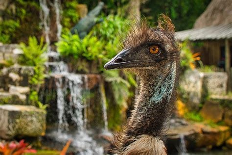 Emu Bird Head Free Photo On Pixabay