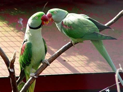 Love Birds Kissing 38 Photos Parrot Parakeet Pet Birds