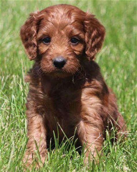 Mini golden doodles and mini irish golden doodles are some of the best pets for a wide range of settings and environments. Mini Irish Goldendoodle Puppies
