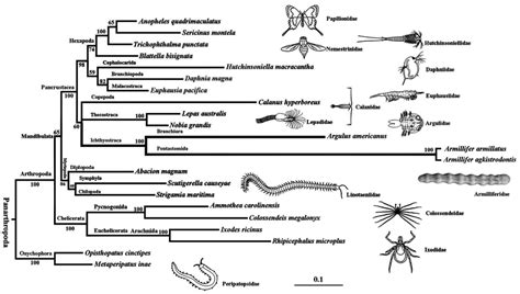 A Phylogenetic Tree Of Armillifer Agkistrodontis With