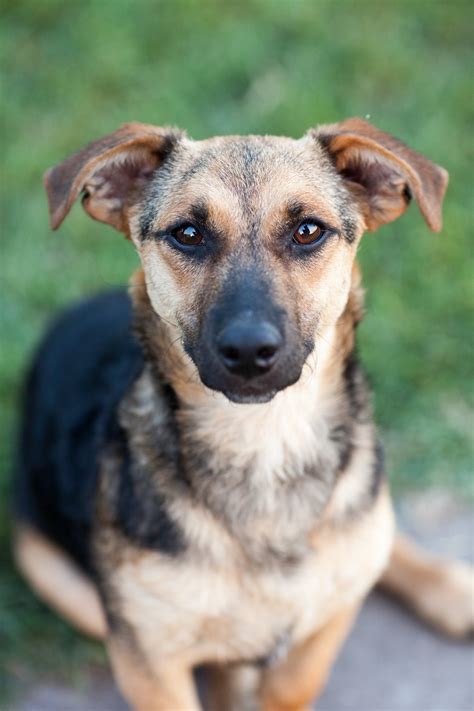 Shallow Focus Photography Of Black And Brown Dog · Free Stock Photo