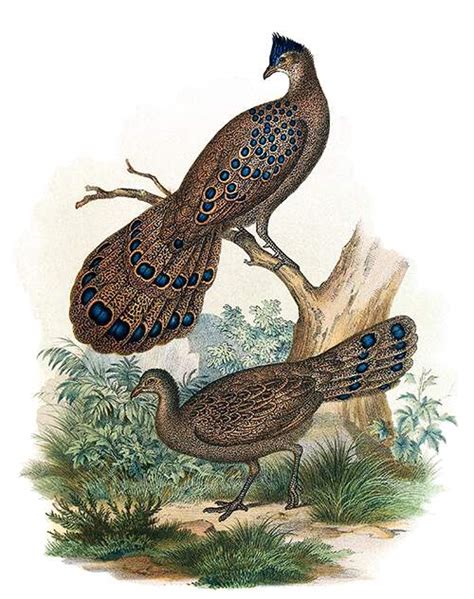 Gray Peacock-Pheasants - Old Book Illustrations