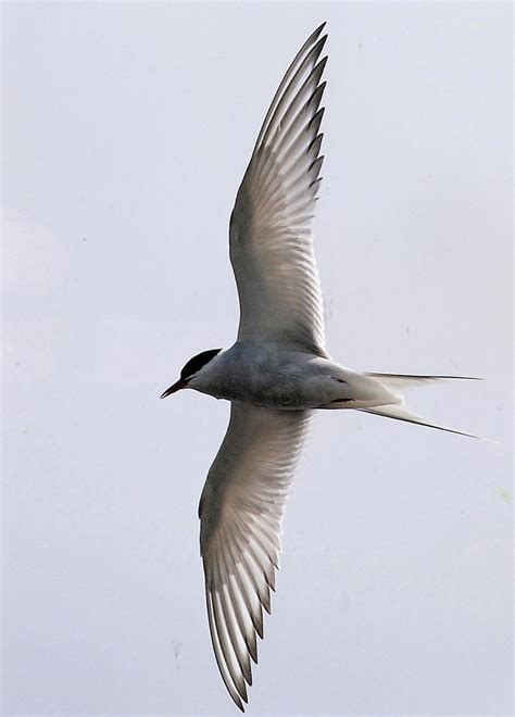 Common Tern Wilderness Cottages