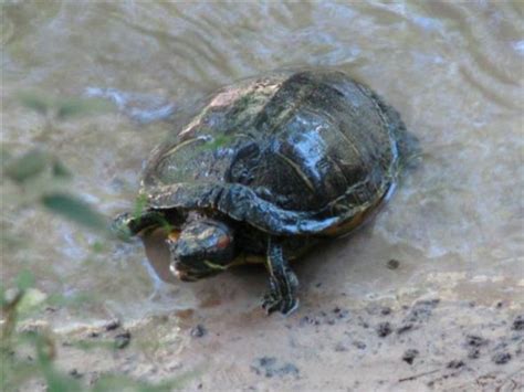 Red Eared Slider Turtle Of Louisiana Hubpages