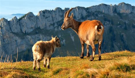 Animales Rumiantes Características Tipos Y Especies Más Importantes