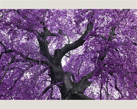 Purple Tree Wallpapers Wallpaper Cave