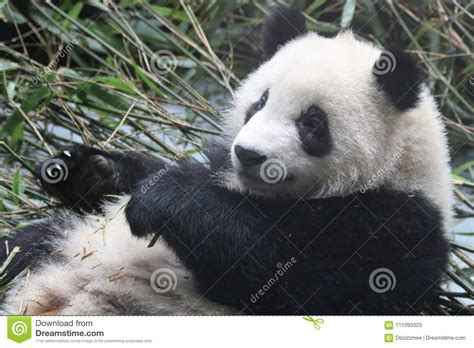 Close Up Panda S Fluffy Face Chengdu China Stock Image Image Of
