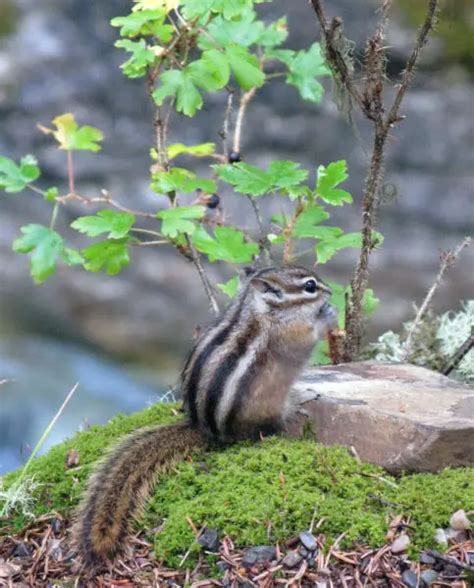 Yellow Pine Chipmunk Facts Diet Habitat And Pictures On Animaliabio