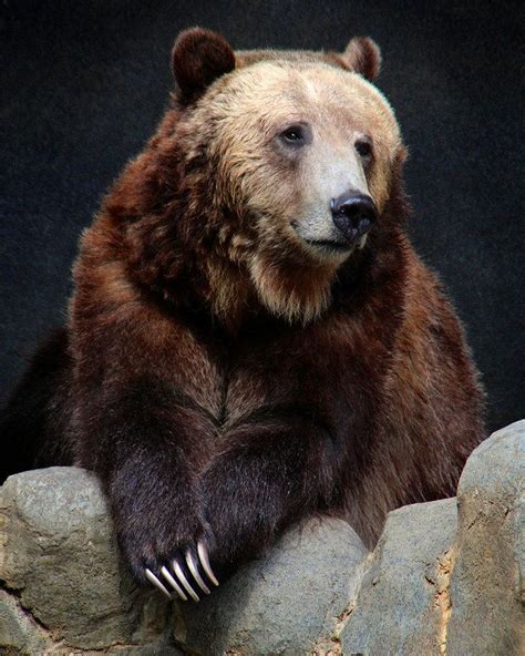Portrait Of A Grizzly Grizzly Bear Bear Bear Pictures