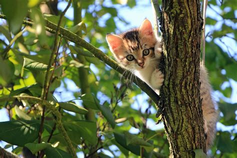 Free Picture Cat Cute Feline Kitten Kitty Pet Tree Adorable Animal