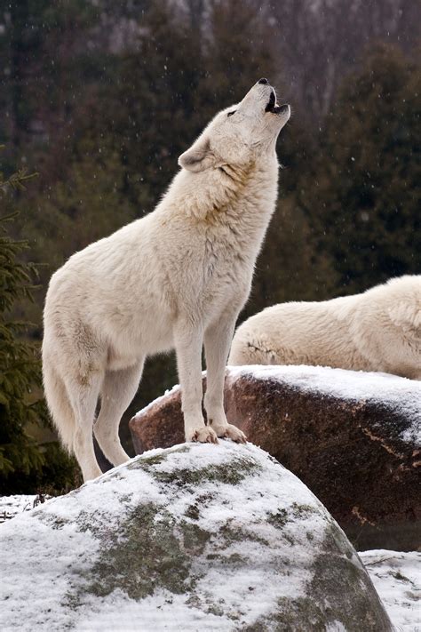 Winter Is One Of The Best Times To Hear Our Arctic Wolves Howl One