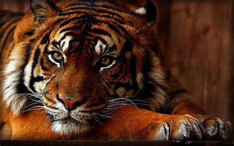 Wallpaper Animals Tiger Wildlife Fur Big Cats Whiskers Fauna