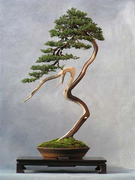 This Is A Literati Style Bonsai That Has Cascade Like Style To The Top It Is A Wlodzimierz