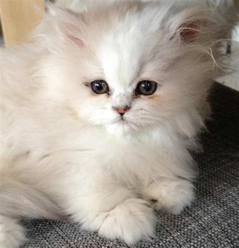 Persian Cat Biological Science Picture Directory