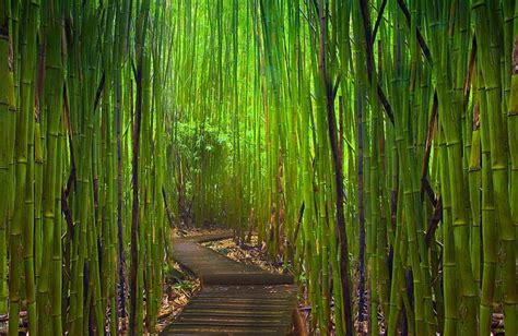 Page 2 Bamboo Japanese 1080p 2k 4k 5k Hd Wallpapers Free Download