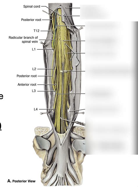 Spinal Cord Diagram Inferior Section Diagram Quizlet