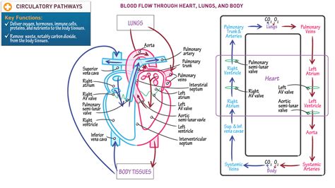 Cardiovascular System Blood Flow Through Heart Lungs And Body