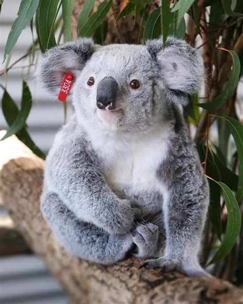 Maggie The Koala Joey Is Almost Ready For Release Back Into The Wild