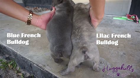Our pups shown here are lilac and tan, blue and tan and lilac and tan irish pied. Good morning French Bulldog puppies!! Lilac and Blue ...