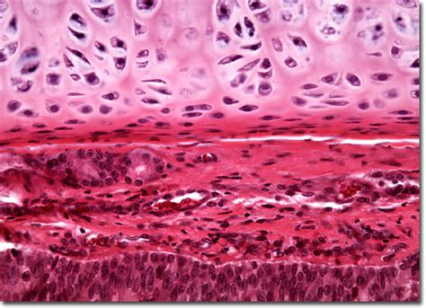 Hyaline Cartilage Tissue Under Microscope Micropedia