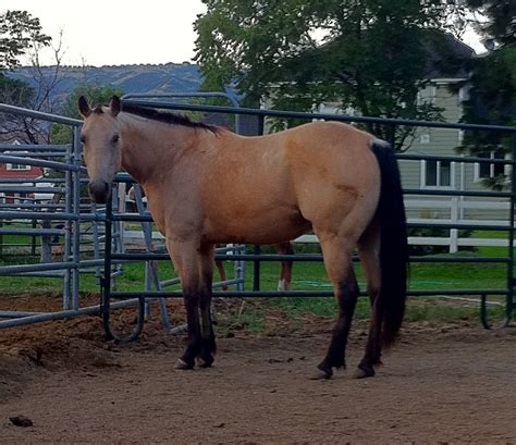 He is a good looking colt, very docile and calm. Roan River Ranch Quarter Horses: 2008 Buckskin mare by ...