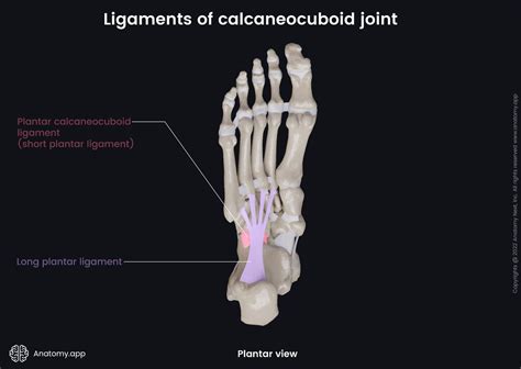 Calcaneocuboid Joint Encyclopedia Anatomyapp Learn Anatomy 3d