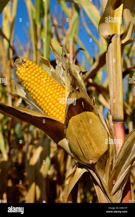 Corn Zea Mays Mature Corn Cob Maize Field Germany Stock Photo Alamy