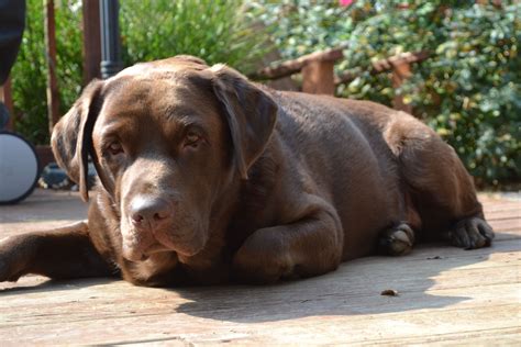 All caseconcepts wood comes from reclaimed barns, mills and farm houses around southern michigan and northern ohio and indiana. English Chocolate Labrador | I love dogs, Lab dogs ...