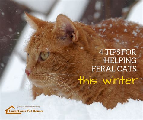 4 Tips For Helping Feral Cats This Winter Feral Cats Cats Cat Nutrition