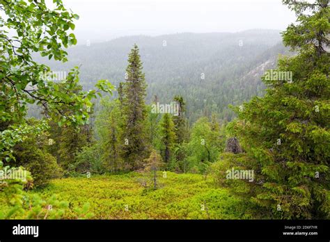 A Beautiful View To A Taiga Forest Hillside Covered With Trees During
