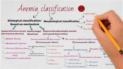 Anemiaanaemia Classificationflow Chart Of Classification Youtube