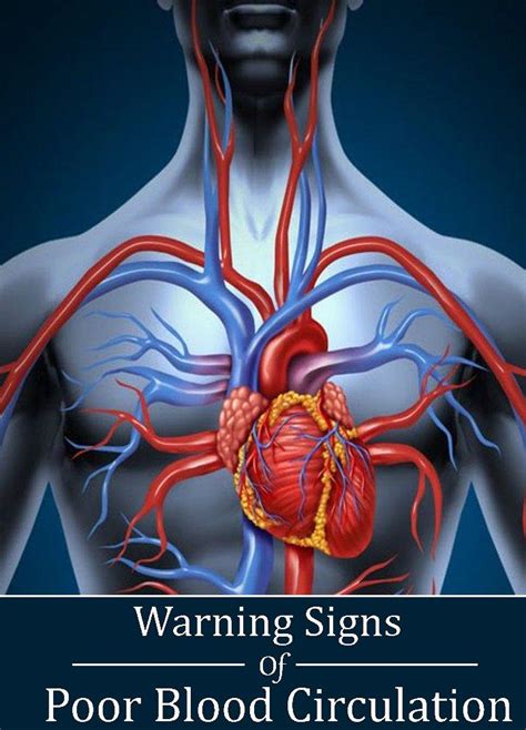6 Warning Signs Of Poor Blood Circulation Find Home Remedy And Supplements