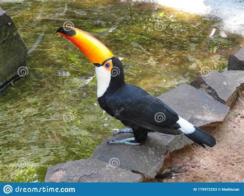 A Colorful Toco Toucan At The Parque Das Aves At Iguazu Falls Brazil